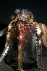 Octopus atop a beer mug, photo taken at Manado Bay, Indon... by Steve Kuo 